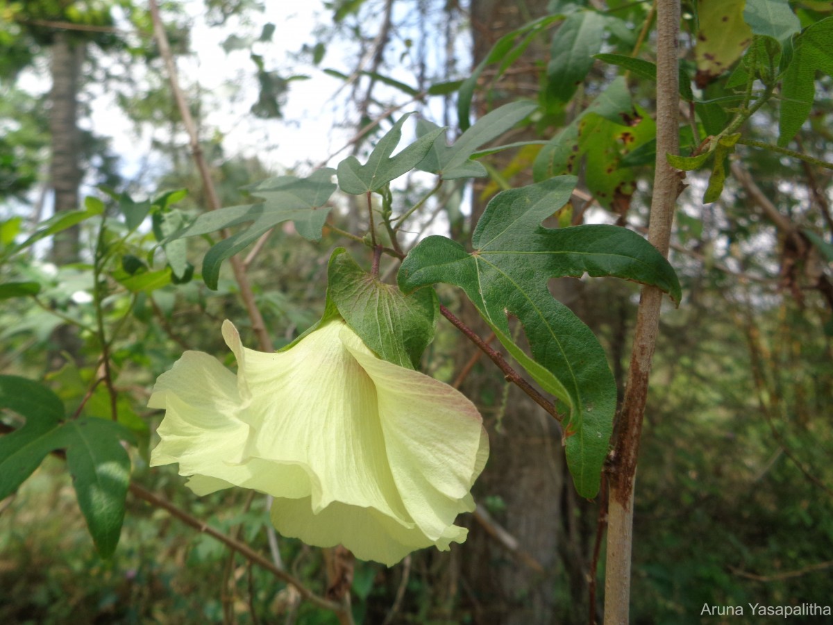 Gossypium arboreum L.